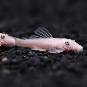 Snow White Bristlenose Pleco L144 (Ancistrus sp.) - Tank Bred