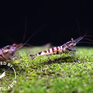 Snow Zebra Sulawesi Shrimp (Caridina sp) - Bred by Aquatic Arts
