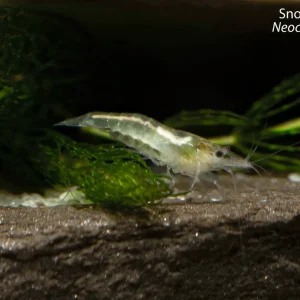 Snowball Shrimp