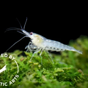 Snowball Shrimp (Neocaridina zhangjiajiensis), BREDBY: Aquatic Arts