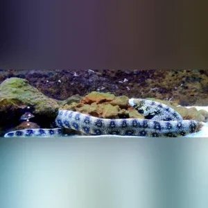 Snowflake Moray Eel