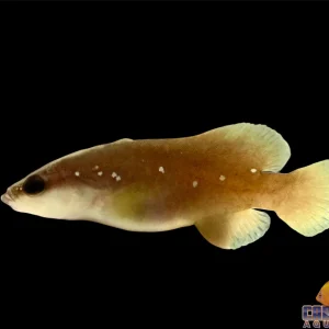 Soapfish - Greater
