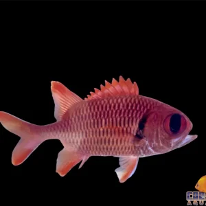 Soldierfish Big Eye Md