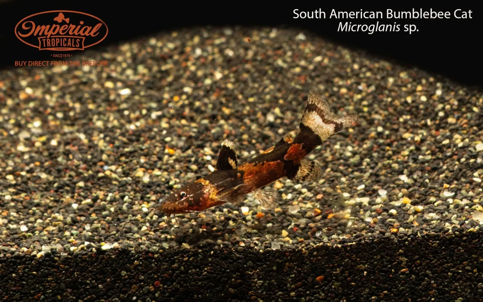 South American Bumblebee Cat (Microglanis sp.) - Image 2