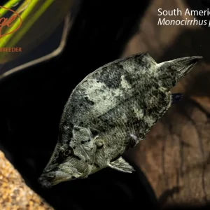 South American Leaf Fish