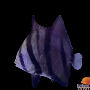 Spadefish