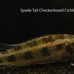 Spadetail Checkerboard Cichlid