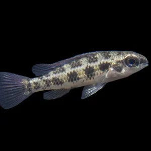 Spadetail Checkerboard Cichlid (Dicrossus maculatus) - Brazil