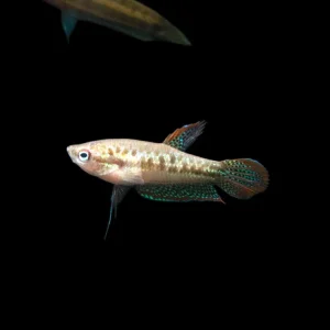 Sparkling Dwarf Gourami (Trichopsis pumila) - Tank-Bred!