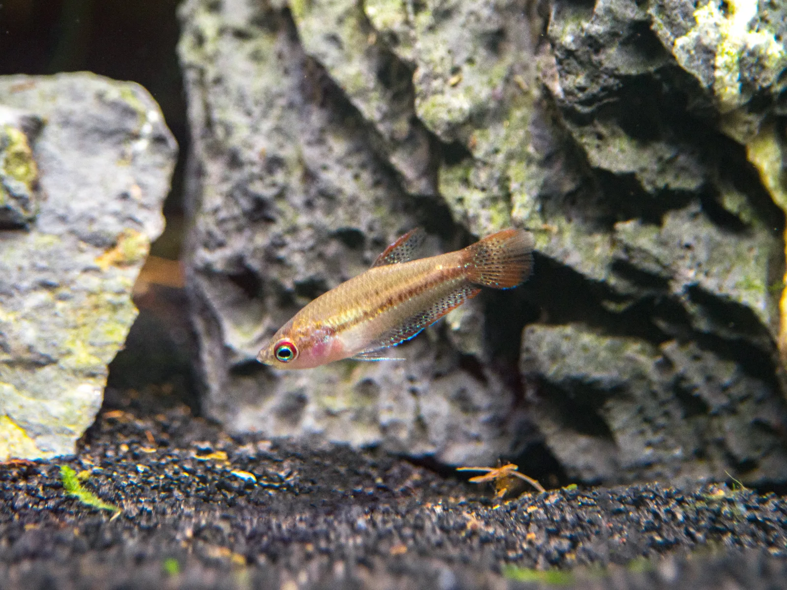 Sparkling Dwarf Gourami (Trichopsis pumila) - Tank-Bred! - Image 2