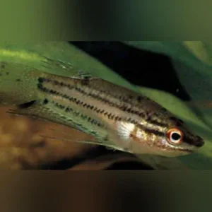 Sparkling Gourami