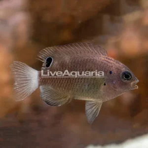 Speckled Damsel