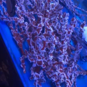 Spider Sponge