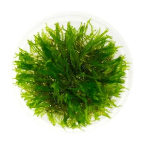 Spiky Moss (Taxiphyllum sp. “Spiky”) Tissue Culture