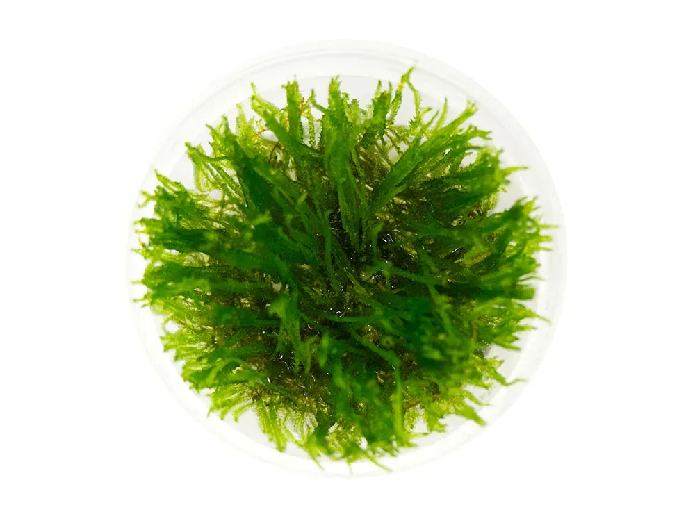 Spiky Moss (Taxiphyllum sp. “Spiky”) Tissue Culture
