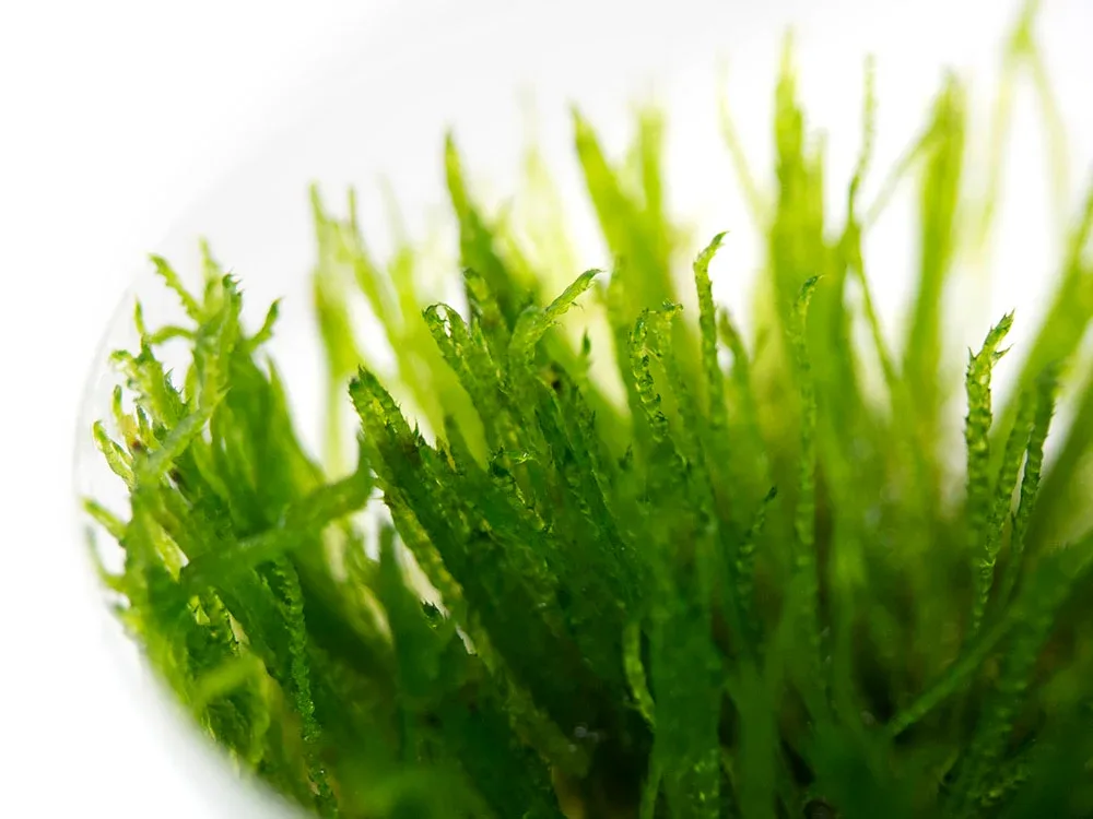 Spiky Moss (Taxiphyllum sp. “Spiky”) Tissue Culture - Image 2