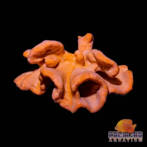 Sponge - Orange Lettuce