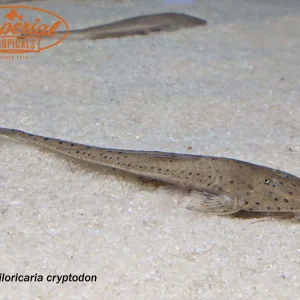 Spoon Face Whiptail