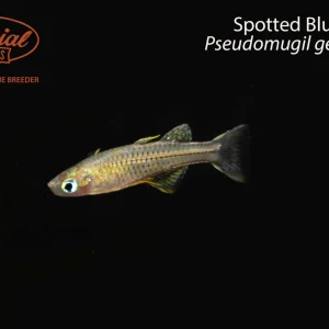 Spotted Blue-Eye