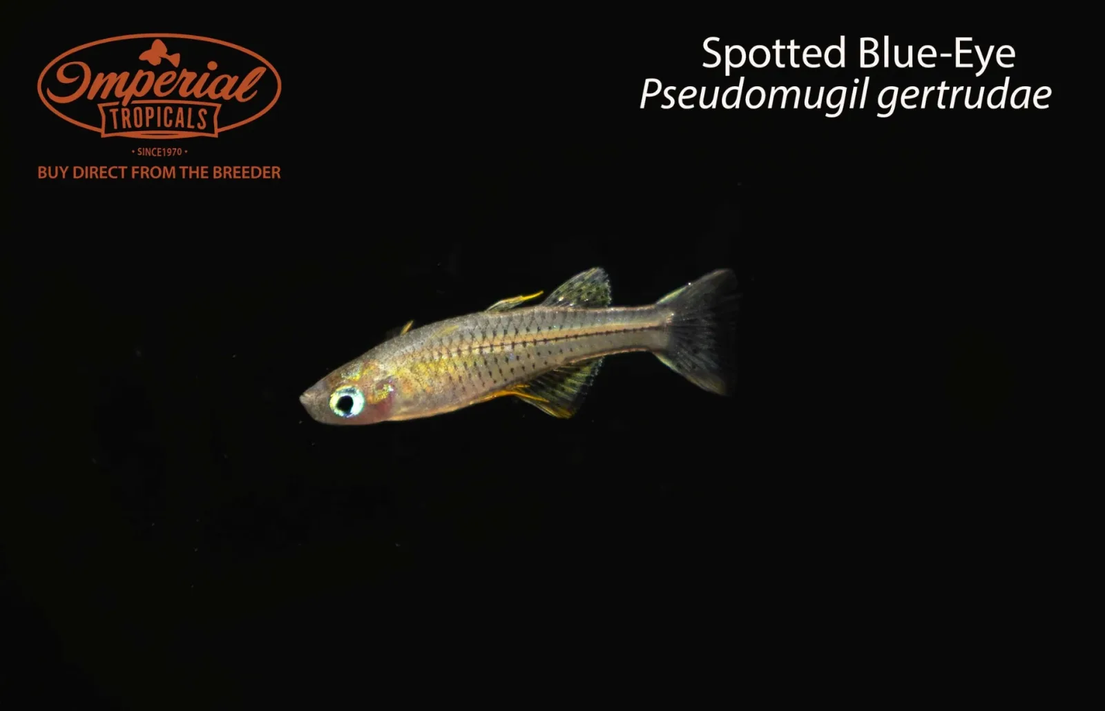 Spotted Blue-Eye