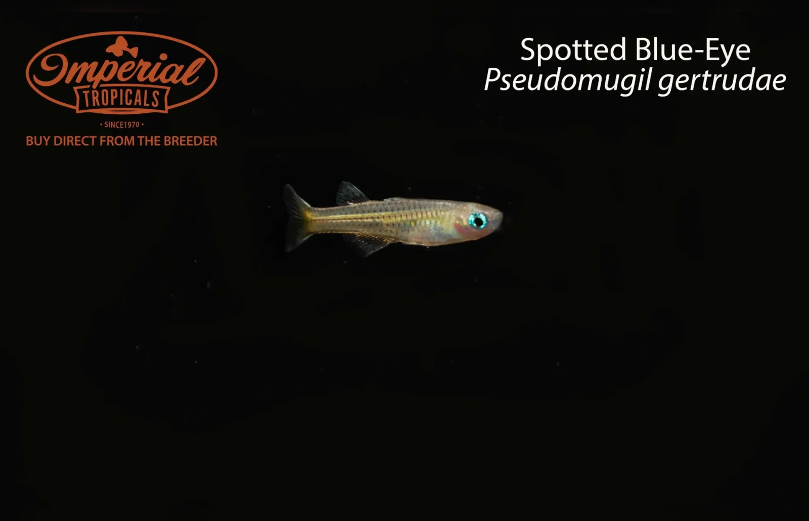 Spotted Blue-Eye - Image 2