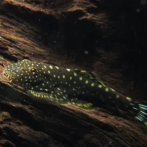 Spotted Borneo Sucker (Gastromyzon punctulatus)