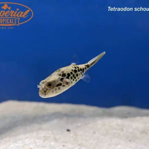 Spotted Congo Puffer