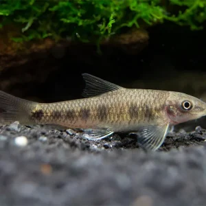 Spotted Garra (Garra spilota), Tank-Bred!