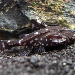 Spotted Raphael AKA Talking Catfish (Agamyxis pectinifrons), Captive-Bred!