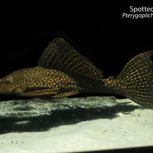 Spotted Sailfin Pleco