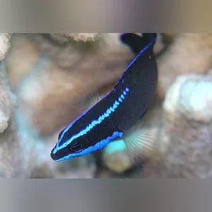 Springer’s Dottyback (tank raised)