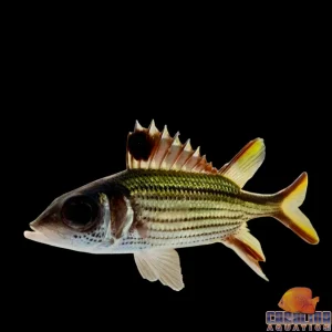 Squirrelfish Silver