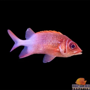 Squirrelfish Silverspot Lg