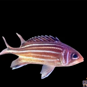 Squirrelfish Striped