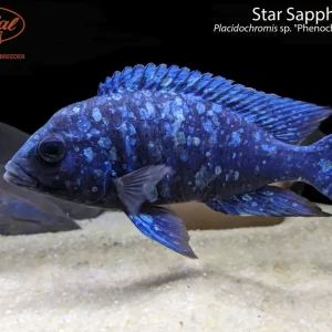 Star Sapphire