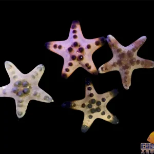 Starfish - Chocolate Chip
