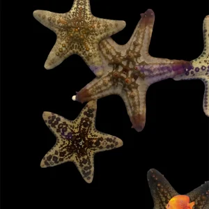Starfish - Knobbly