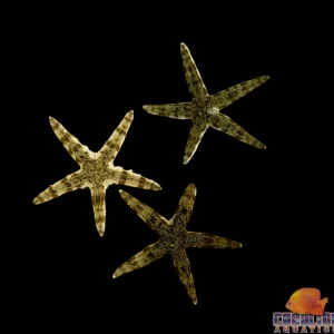 Starfish - Sand Shifting