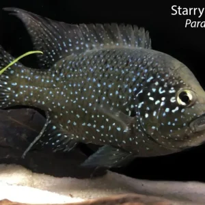 Starry Night Cichlid