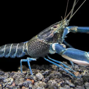 Starry Night Crayfish (Cherax alyciae)