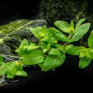 Staurogyne repens (Staurogyne repens), Clump