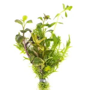 Stem Plant Bouquet, bunched
