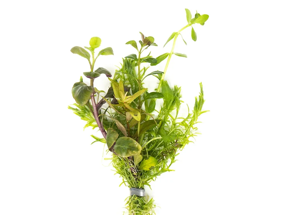 Stem Plant Bouquet, bunched