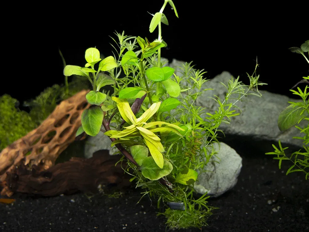Stem Plant Bouquet, bunched - Image 2