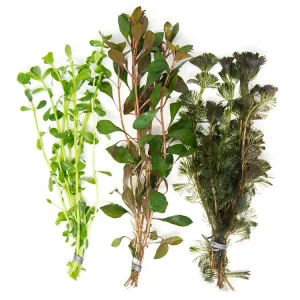 Stem Plant Combo - Beginner Aquarium Plants: Moneywort, Dark Red Ludwigia, and Green Cabomba