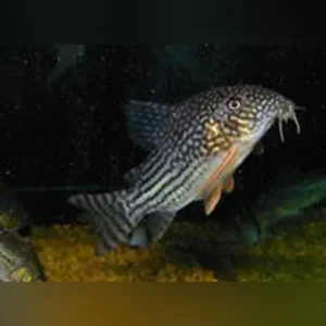 Sterbai Cory