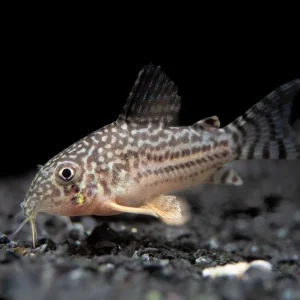 Sterba's Cory Catfish (Corydoras sterbai), Tank-Bred