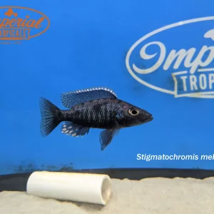 Stigmatochromis melanchros
