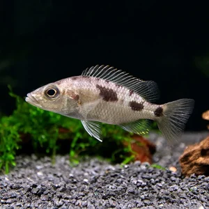 Stigmatochromis melanchros Cichlid – Locally Bred