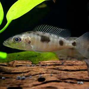Stigmatochromis Woodi Cichlid – Locally Bred